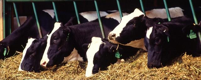 Поголовье коров в ЕС сократится на 83 тысячи голов