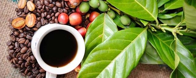 Ученые рассказали о влиянии кофеина на организм