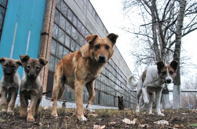 В Барнауле рыбаки спасли примерзшую ко льду собаку