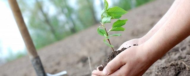 В Татарстане весной высадят более 7 млн деревьев
