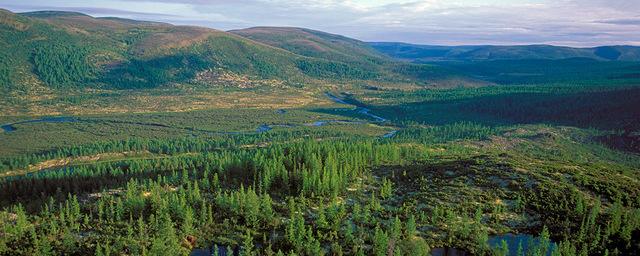 Лесохозяйство Красноярского края восстановят за 3 млрд рублей
