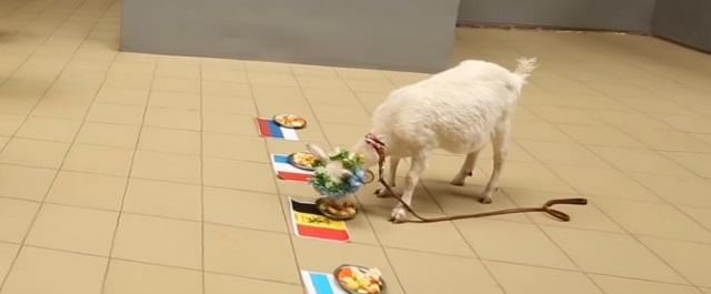 Самарская коза Забияка предрекает победу Бельгии на ЧМ-2018