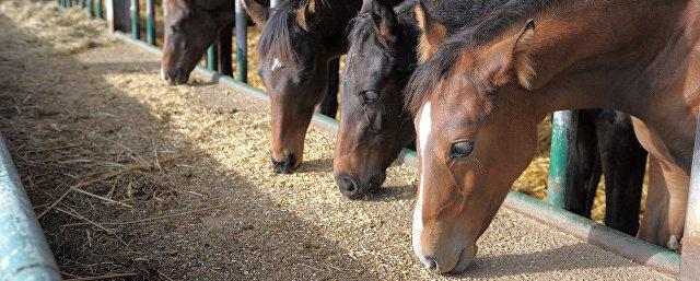 В Ленобласти при пожаре в конюшне погибли 26 лошадей