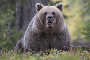 В Подмосковье сообщили о приближении медведей к поселениям