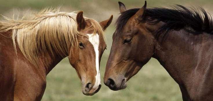 Зоологи: Лошади умеют распознавать эмоции человека