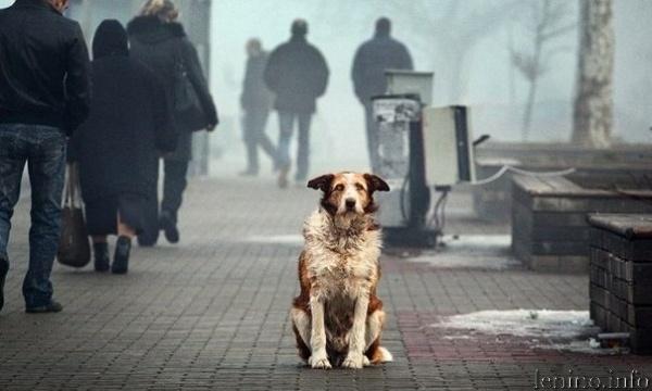 В Брянске неизвестные жестоко расправились над бездомными собаками