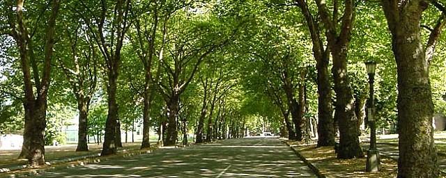 В Рязани планируют спилить более 600 старых деревьев