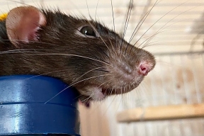 В Озерске пенсионерка развела в квартире полчища крыс, сделав из них домашних питомцев