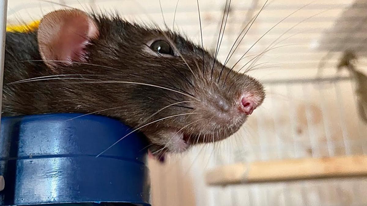 В Озерске пенсионерка развела в квартире полчища крыс, сделав из них домашних питомцев