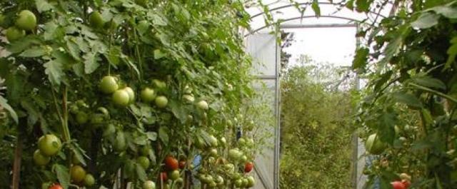В Саратовской области аграрии вырастили более 15 тысяч тонн овощей