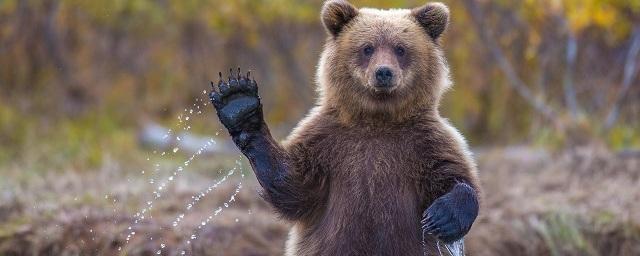 В Приангарье медведь залез в жилой дом и ранил хозяйку