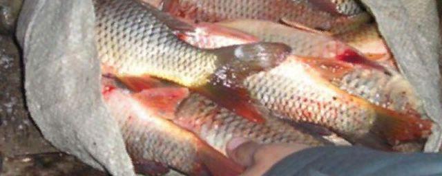 Во Владимирской области инспекторы изъяли более 200 килограммов рыбы