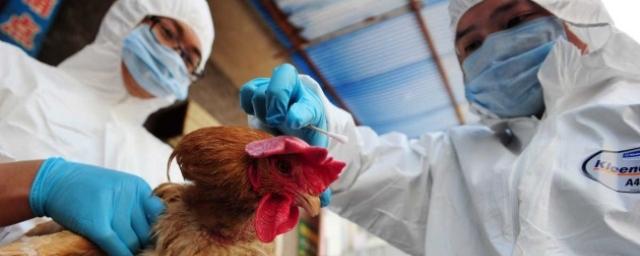 В КНР из-за заражения человека вирусом H7N9 закрывают рынки с птицей