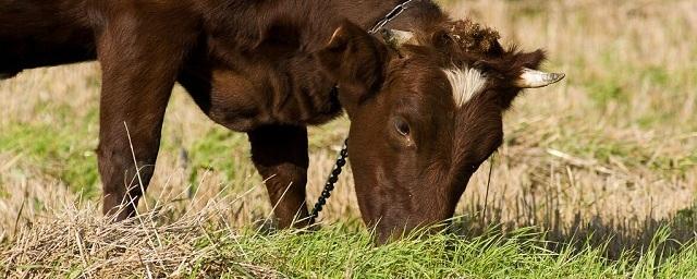 В Соль-Илецке корова сломала ногу 5-летнему ребенку