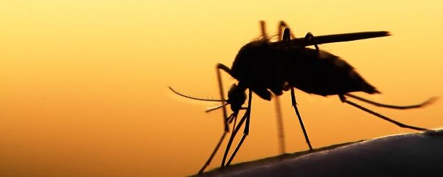 Ученые открыли новые виды комаров, не пьющих кровь