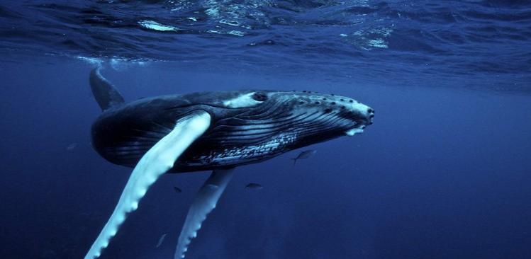 Япония возобновит охоту на китов, несмотря на запрет суда ООН