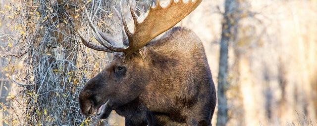 В Красноярском крае будут судить браконьера за убийство лося