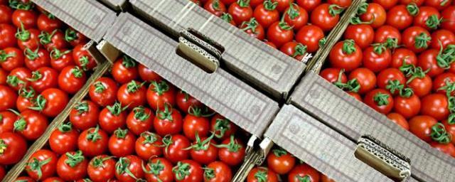 Россия разрешила поставки томатов еще с пяти турецких предприятий