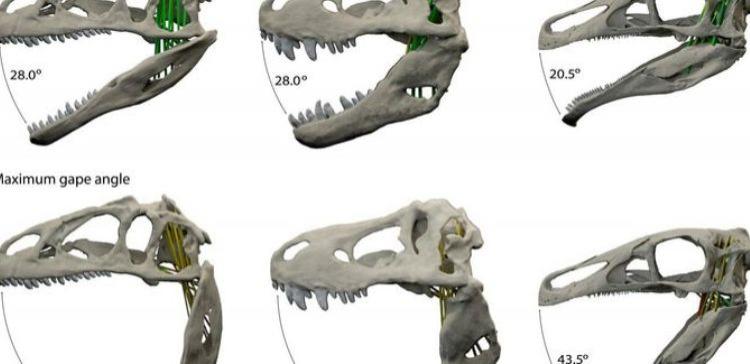 Палеонтологи назвали главное преимущество хищных динозавров