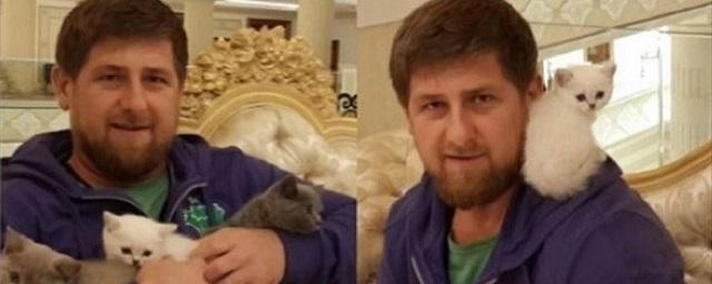 Кадыров: В России нужно создать систему профилактики насилия над животными