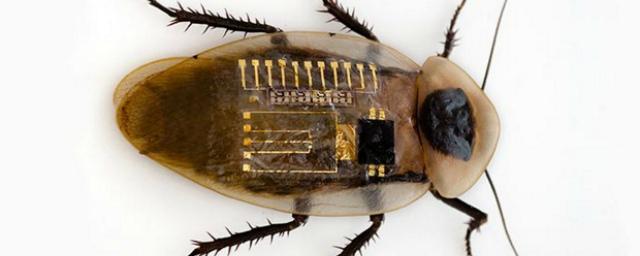 Ногу таракана заставили двигаться с помощью искусственного нерва