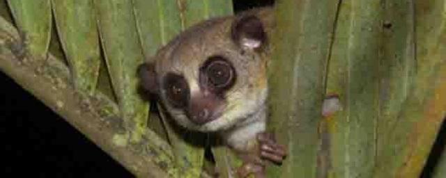 Ученые обнаружили на Мадагаскаре новый вид карликовых лемуров