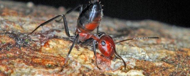 Ученые обнаружили «взрывающихся» муравьев