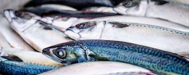 В Госдуму внесли «мурманский» проект закона о защите рыбаков