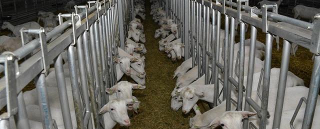 В Нижегородской области построят инновационный мясо-молочный комплекс