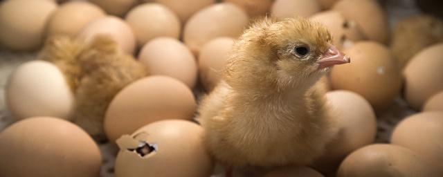 Ученые: Способность птиц летать влияет на форму их яиц