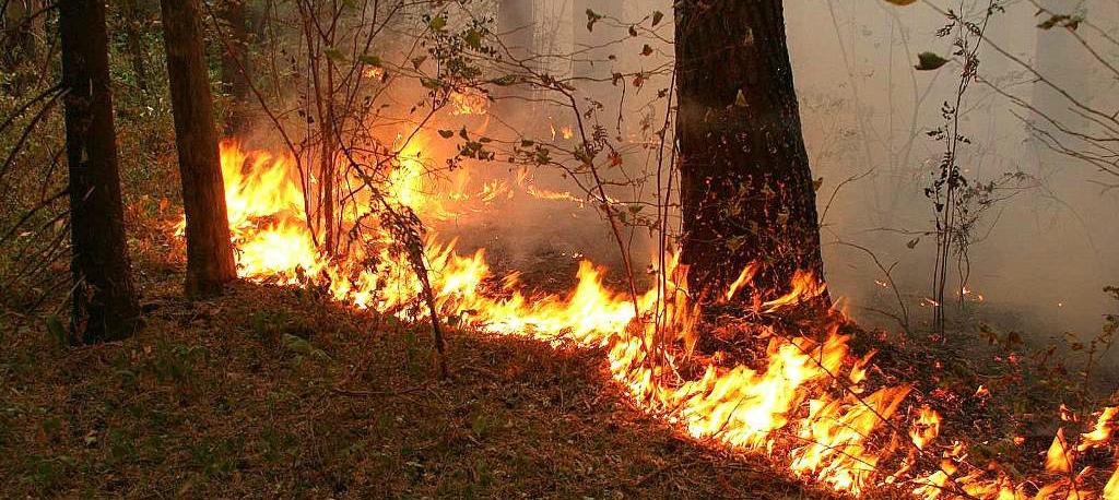 В Костромской области за неделю произошло три лесных пожара