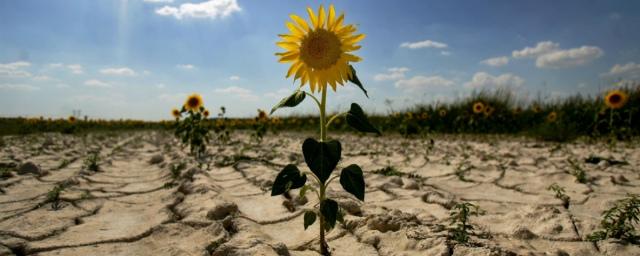 В Чувашии из-за засухи введен режим ЧС