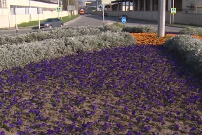 Более 300 тысяч цветов расцветут на клумбах Нальчика этой весной