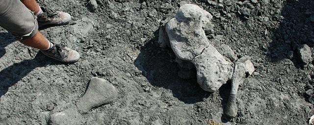 В Польше обнаружили останки древнего предка человека размером со слона