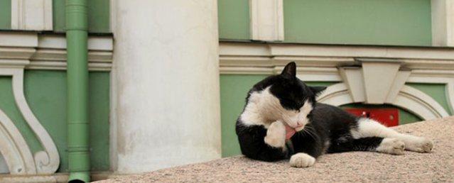 В Эрмитаже опровергли данные о гибели музейных котов при задымлении