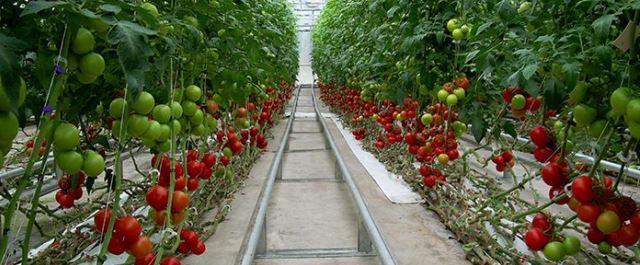 В Дагестане увеличился сбор овощей закрытого грунта