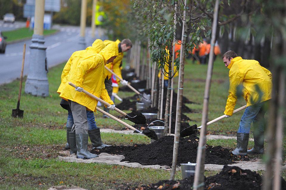 В Петербурге возле полигона «Новоселки» высадили 500 деревьев