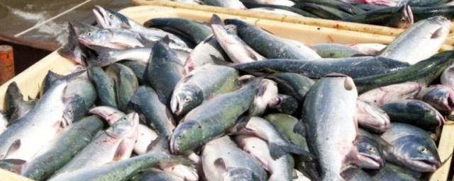Традиционное рыболовство в Хабаровском крае оградят от браконьеров