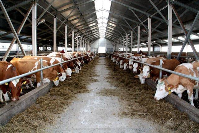 Ученые РФ создали средство для защиты молочных ферм от насекомых