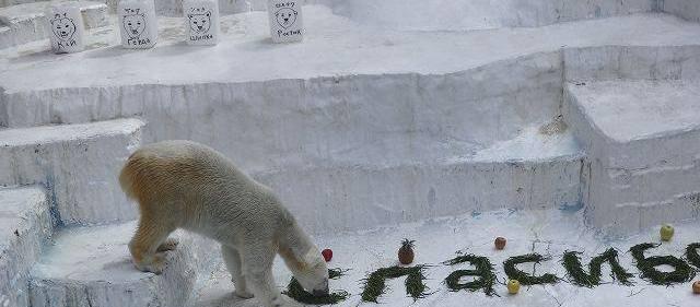 Японские зоологи поблагодарили новосибирцев за медведицу Шилку
