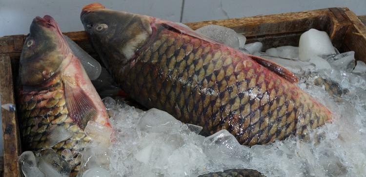В регионы РФ поставлено 22,2 тысячи тонн астраханской рыбной продукции