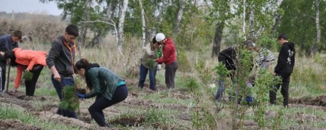 В Омской области специалисты лесхоза высадили более 35 тысяч деревьев