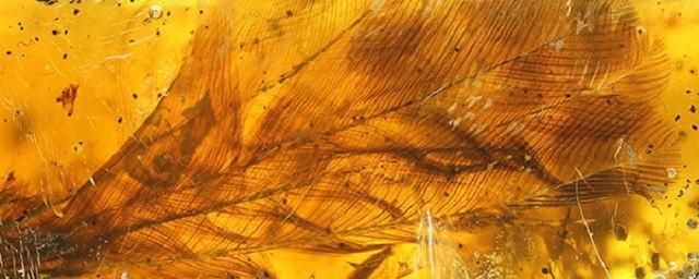 В Китае ученые нашли в янтаре перья птиц, живших 100 млн лет назад