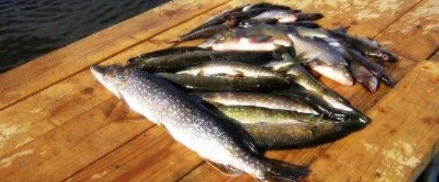В Уфе в июне на озере «Солдатское» пройдет Фестиваль рыбной ловли