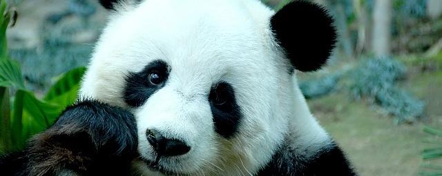 Ученые: Эволюция вкусовых рецепторов сделала панд вегетарианцами