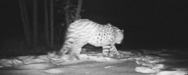 Над Нарвинским тоннелем камеры зафиксировали краснокнижного леопарда