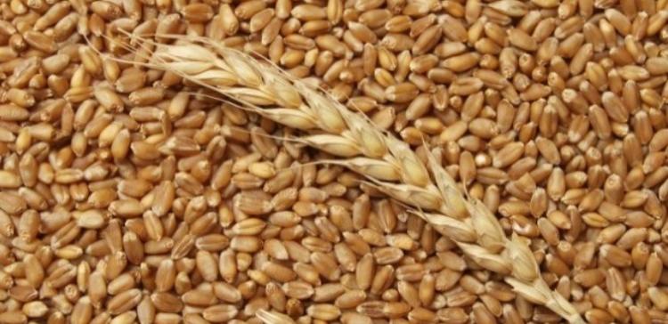 В Татарстане намолочено свыше 2,5 млн т зерна