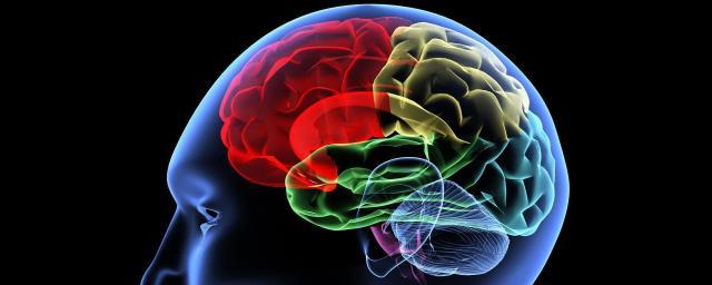 Ученые нашли влияющий на старение мозга ген