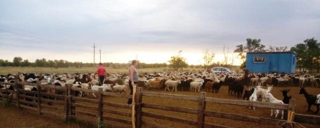 Бдительные фермеры помогли ветинспекторам обнаружить овец-нелегалов