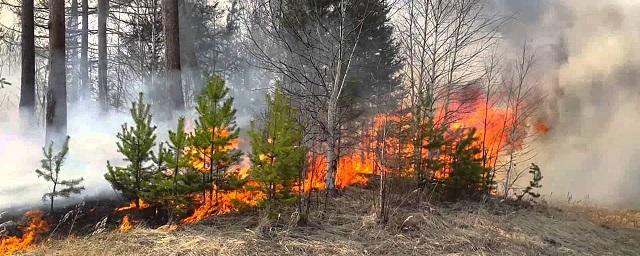 В Воронежской области вводят особый противопожарный режим